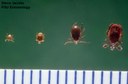 Blacklegged tick