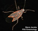 Boxelder Bug