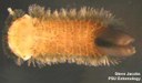 Bristly millipede