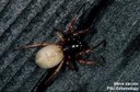 Broad Faced Sac Spider