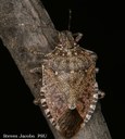 Brown marmorated stink bug (adult)