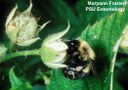 Bumble bee (on raspberry flower)