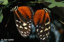 Butterflies (mating pair)