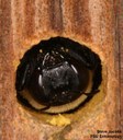 Carpenter Bee (emerging)
