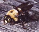 Carpenter Bee (male)
