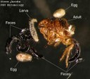 Cat flea