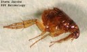 Cat flea
