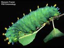 Cecropia moth (larva)