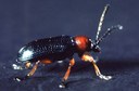 Cereal Leaf Beetle (adult)
