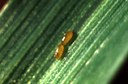 Cereal Leaf Beetle (eggs)