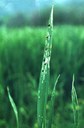 Cereal Leaf Beetle (injury)