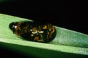 Cereal Leaf Beetle (larva)