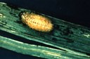 Cereal Leaf Beetle (larva)