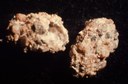 Cereal Leaf Beetle (pupa)