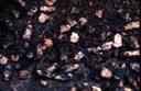 Chalkbrood (mummies) (bottom board)