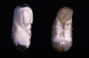 Chalkbrood (mummies)