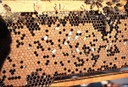 Chalkbrood (on brood)