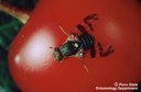 Cherry fruit fly (adult)