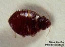 Chimney-swift bed bug
