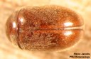 Cigarette beetle