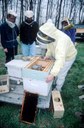 Closing hives after introduction of packaged bees.