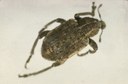 Clover Leaf Weevil (adult) Coleoptera: Curculionidae Hypera punctata (F)