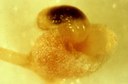 Clover Root Curculio (early instar)