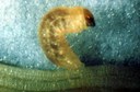 Clover Root Curculio (early larva)