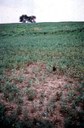 Clover Root Curculio (field injury)