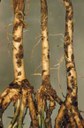 Clover Root Curculio (root injury)