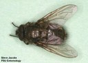 Cluster fly (dorsal)