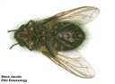 Cluster fly (ventral)