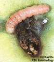 Codling Moth (larva)