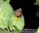 Colorado potato beetle (adult and eggs)