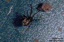 Common House Spider