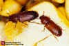 Confused Flour Beetle