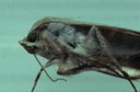 Corn Earworm (adult)