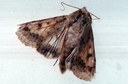 Corn Earworm (adult)