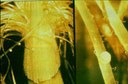 Corn Earworm (eggs)