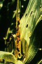 Corn Earworm (injury)