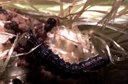 Corn Earworm (larva)