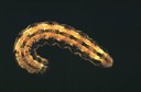 Corn Earworm (larva)