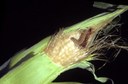 Corn Earworm (larva)