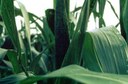 Corn Leaf Aphid