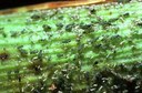 Corn Leaf Aphid