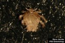Crab louse (dorsal)