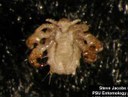 Crab louse (ventral)