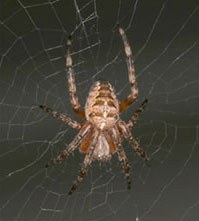 Cross Orb Weaver (immature)