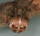 Cross Orb Weaver