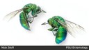 Cuckoo Wasp